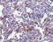 Transmembrane Channel Like 6 antibody, 4547, ProSci, Immunohistochemistry frozen image 