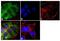 Parathyroid Hormone 1 Receptor antibody, PA3-205, Invitrogen Antibodies, Immunofluorescence image 