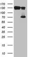 TATA-Box Binding Protein Associated Factor, RNA Polymerase I Subunit B antibody, LS-C794477, Lifespan Biosciences, Western Blot image 