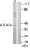 Autophagy Related 4B Cysteine Peptidase antibody, abx013870, Abbexa, Western Blot image 