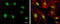 Nucleophosmin 1 antibody, GTX112654, GeneTex, Immunocytochemistry image 