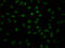Granzyme B antibody, CSB-RA794900A0HU, Cusabio, Immunofluorescence image 