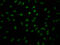 Granzyme B antibody, CSB-RA794900A0HU, Cusabio, Immunofluorescence image 