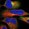 Exocyst Complex Component 7 antibody, NBP1-84766, Novus Biologicals, Immunofluorescence image 