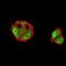 NFKB Inhibitor Beta antibody, orb157672, Biorbyt, Immunofluorescence image 