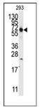 Thyroid Hormone Receptor Interactor 13 antibody, AP12502PU-N, Origene, Western Blot image 