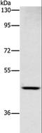 Sialic acid-binding Ig-like lectin 6 antibody, LS-C403038, Lifespan Biosciences, Western Blot image 
