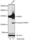 Poly(ADP-Ribose) Polymerase 1 antibody, A0942, ABclonal Technology, Western Blot image 