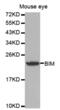 BCL2 Like 11 antibody, abx000675, Abbexa, Western Blot image 