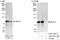 BUD13 Homolog antibody, A303-321A, Bethyl Labs, Immunoprecipitation image 