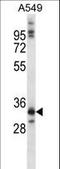 NK6 Homeobox 1 antibody, LS-C164901, Lifespan Biosciences, Western Blot image 