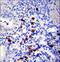 Tenascin N antibody, LS-C160093, Lifespan Biosciences, Immunohistochemistry frozen image 