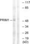 DNA Primase Subunit 1 antibody, abx014428, Abbexa, Western Blot image 