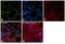 High Mobility Group Box 1 antibody, MA5-17278, Invitrogen Antibodies, Immunofluorescence image 