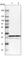 Proteasome Subunit Alpha 3 antibody, HPA000905, Atlas Antibodies, Western Blot image 