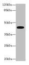 Lysophosphatidic Acid Receptor 4 antibody, CSB-PA013050LA01HU, Cusabio, Western Blot image 
