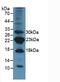 Baculoviral IAP Repeat Containing 5 antibody, LS-C372908, Lifespan Biosciences, Western Blot image 