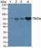 Hemopexin antibody, LS-C701761, Lifespan Biosciences, Western Blot image 