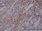 RAS Guanyl Releasing Protein 4 antibody, LS-C133831, Lifespan Biosciences, Immunohistochemistry frozen image 