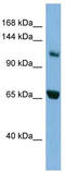 Myosin IE antibody, TA342227, Origene, Western Blot image 