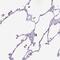 CD96 Molecule antibody, NBP2-49491, Novus Biologicals, Immunohistochemistry frozen image 