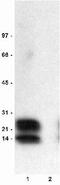 Phospholamban antibody, ab15000, Abcam, Western Blot image 