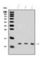 LSM5 Homolog, U6 Small Nuclear RNA And MRNA Degradation Associated antibody, A10199-2, Boster Biological Technology, Western Blot image 