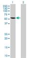 Sperm Associated Antigen 6 antibody, H00009576-D01P, Novus Biologicals, Western Blot image 