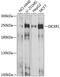 Dicer 1, Ribonuclease III antibody, A00190-1, Boster Biological Technology, Western Blot image 