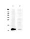 Trefoil Factor 1 antibody, PA5-80108, Invitrogen Antibodies, Western Blot image 