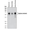 Serpin Family A Member 4 antibody, AF1669, R&D Systems, Western Blot image 