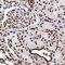 Splicing Factor Proline And Glutamine Rich antibody, NBP2-49147, Novus Biologicals, Immunohistochemistry frozen image 