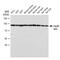 Heat Shock Protein 90 Alpha Family Class B Member 1 antibody, GTX09012, GeneTex, Western Blot image 