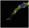 RAS Related 2 antibody, orb402786, Biorbyt, Immunofluorescence image 