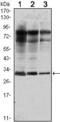 Ras-related protein Rab-25 antibody, MA5-15587, Invitrogen Antibodies, Western Blot image 