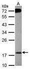 Methionine Sulfoxide Reductase B2 antibody, PA5-31355, Invitrogen Antibodies, Western Blot image 