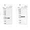 Mitochondrial Ribosomal Protein L28 antibody, NBP2-38760, Novus Biologicals, Western Blot image 