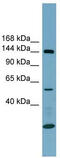Integrin Subunit Alpha 8 antibody, TA338225, Origene, Western Blot image 