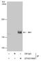 Stromal Antigen 1 antibody, MA5-27807, Invitrogen Antibodies, Immunoprecipitation image 