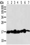 Histidine protein kinase NDKB antibody, CSB-PA129185, Cusabio, Western Blot image 