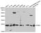 Proteasome Subunit Beta 1 antibody, abx000971, Abbexa, Western Blot image 