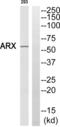 Aristaless Related Homeobox antibody, abx015057, Abbexa, Western Blot image 
