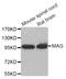 Myelin Associated Glycoprotein antibody, abx005421, Abbexa, Western Blot image 