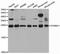 Progesterone Receptor Membrane Component 1 antibody, orb167451, Biorbyt, Western Blot image 