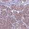 Electron Transfer Flavoprotein Dehydrogenase antibody, HPA041978, Atlas Antibodies, Immunohistochemistry frozen image 