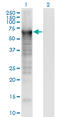 Plastin 3 antibody, LS-C197927, Lifespan Biosciences, Western Blot image 