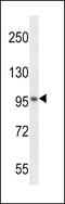 Spondin 1 antibody, LS-C160546, Lifespan Biosciences, Western Blot image 