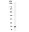 Trefoil factor 1 antibody, R31880, NSJ Bioreagents, Western Blot image 