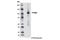 Tyrosine-protein phosphatase non-receptor type 22 antibody, 12447S, Cell Signaling Technology, Western Blot image 