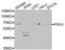 Pregnancy Specific Beta-1-Glycoprotein 1 antibody, PA5-76930, Invitrogen Antibodies, Western Blot image 